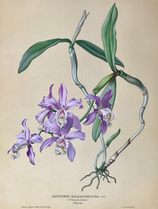 Cattleya Harrisoniana  Nat. Ord. Orchideae Brasilien  Page size: 56 x 42 cm (22 x 16.5 ") Image size: 44.5 x 34 cm (17.5 x 13.3 ")    Exquisite prints of Orchids  by Anton Hartinger  "Paradisus Vindobonensis" (Viennese Paradise)  Important Orchidae