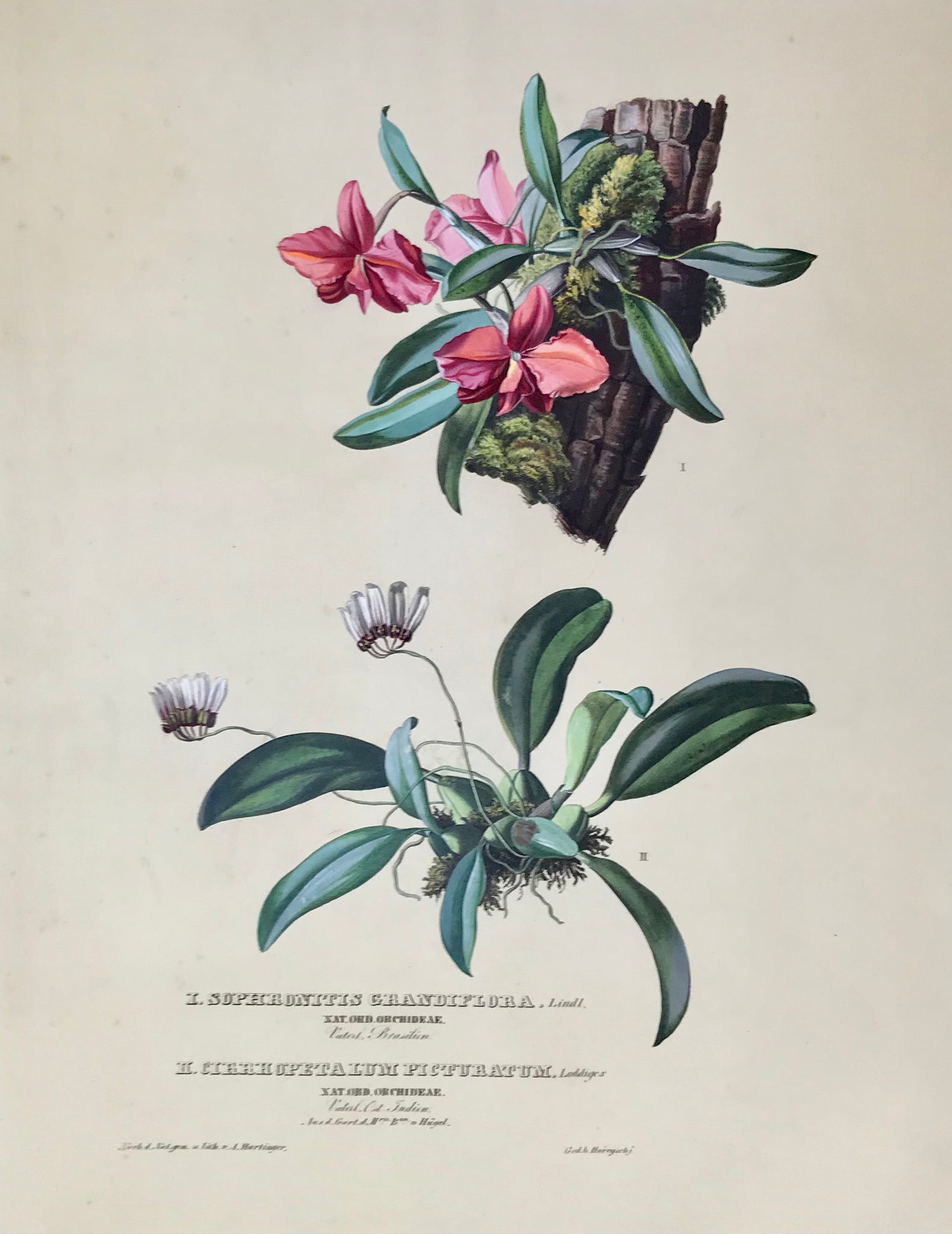 I. Sophronitis Grandeflora  Nat. Ord. Orchideae Vaterl. Brasilien  II. Cirrhopetalum Picturatum  Nat. Ord. Orchideae Vaterl. Ost Indien Aus d. Gart. d. H. Bon. v. Huegel  Page size: 56 x 42 cm ( 22 x 16.5 ") Image size: 44.8 x 34.5 ( 17.6 x 13.5 ")        Exquisite prints of Orchids  by Anton Hartinger