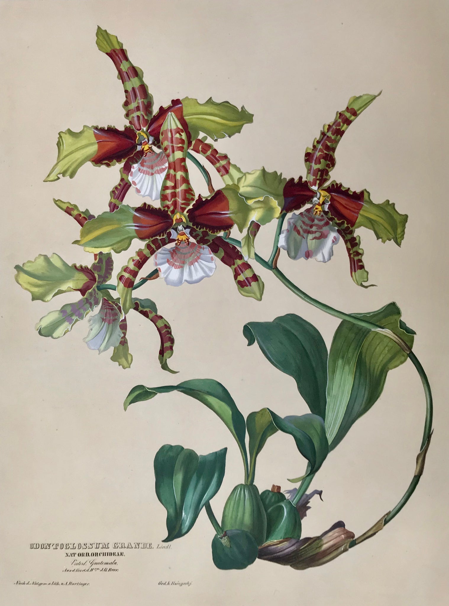 Odontoglossum Grande  Nat. Ord. Orchideae Guatemala  Aus d. Gart. d. H. J.G. Beer.  Page size: 56 x 42 cm ( 22 x 16.5 ")  Image size: 47.7 x 35.1 cm ( 18.7 x 13.8 ")  Exquisite prints of Orchids  by Anton Hartinger  "Paradisus Vindobonensis" (Viennese Paradise)