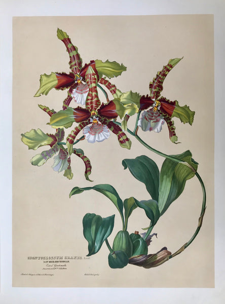 Odontoglossum Grande  Nat. Ord. Orchideae Guatemala  Aus d. Gart. d. H. J.G. Beer.  Page size: 56 x 42 cm ( 22 x 16.5 ")  Image size: 47.7 x 35.1 cm ( 18.7 x 13.8 ")  Exquisite prints of Orchids  by Anton Hartinger  "Paradisus Vindobonensis" (Viennese Paradise)