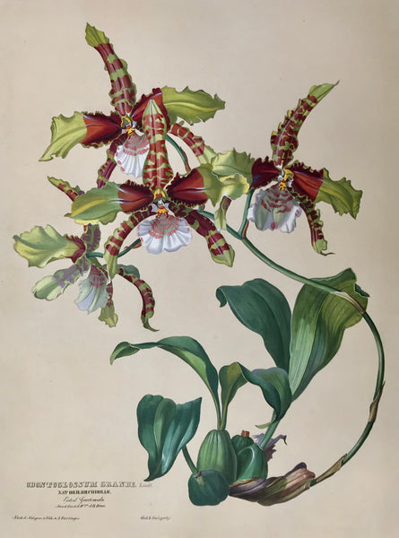 Odontoglossum Grande  Nat. Ord. Orchideae Guatemala  Aus d. Gart. d. H. J.G. Beer.  Page size: 56 x 42 cm ( 22 x 16.5 ")  Image size: 47.7 x 35.1 cm ( 18.7 x 13.8 ")  Exquisite prints of Orchids  by Anton Hartinger  "Paradisus Vindobonensis" (Viennese Paradise)  Important Orchidae