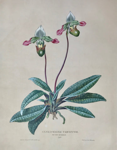       Cypripedium Venustum  Nat. Ord. Orchideae  Nepal  Page size: 56 x 42 cm ( 22 x 16.5 ") Image size: 45 x 34.6 cm ( 17.7 x 13.6 ")     Exquisite prints of Orchids  by Anton Hartinger  "Paradisus Vindobonensis" (Viennese Paradise)  Important Orchidae