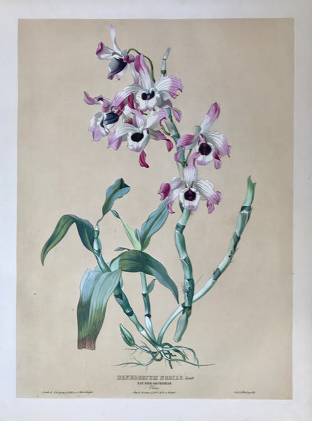    Dendrobium Nobile  Nat. Ord. Orchideae China Aus d. Gart. d. H. Bon. von Huegel.  Page size: 56 x 42 cm ( 22 x 16.5 ") Image size: 48 x 34.5 cm 18.8 x 13.5 ")     Exquisite prints of Orchids  by Anton Hartinger  "Paradisus Vindobonensis" (Viennese Paradise)  Important Orchidae