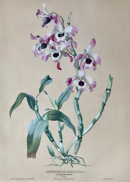    Dendrobium Nobile  Nat. Ord. Orchideae China Aus d. Gart. d. H. Bon. von Huegel.  Page size: 56 x 42 cm ( 22 x 16.5 ") Image size: 48 x 34.5 cm 18.8 x 13.5 ")     Exquisite prints of Orchids  by Anton Hartinger  "Paradisus Vindobonensis" (Viennese Paradise)  Important Orchidae