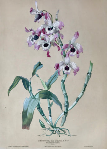    Dendrobium Nobile  Nat. Ord. Orchideae China Aus d. Gart. d. H. Bon. von Huegel.  Page size: 56 x 42 cm ( 22 x 16.5 ") Image size: 48 x 34.5 cm 18.8 x 13.5 ")     Exquisite prints of Orchids  by Anton Hartinger  "Paradisus Vindobonensis" (Viennese Paradise)  Important Orchidae