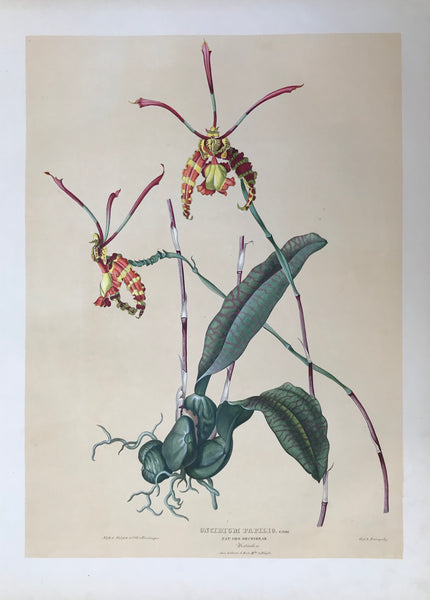 Botanichals, Orchids, Oncidium Papilio, Hartinger