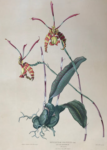 Botanichals, Orchids, Oncidium Papilio, Hartinger