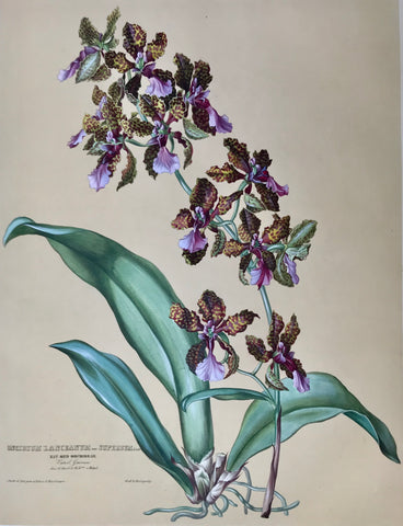       Oncidium Lanceanum var.Superbum  Nat. Ord. Orchideae Vaterl. Guiana Aus d. Gart. d. H. Bon. von Huegel.  Page size: 56 x 42 cm (22 x 16.5 ") Image size: 47 x 35.2 cm (18.5 x 13.8 ")     Exquisite prints of Orchids  by Anton Hartinger  "Paradisus Vindobonensis" (Viennese Paradise)