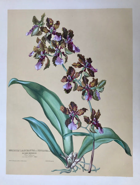 Oncidium Lanceanum var.Superbum  Nat. Ord. Orchideae Vaterl. Guiana Aus d. Gart. d. H. Bon. von Huegel.  Page size: 56 x 42 cm (22 x 16.5 ") Image size: 47 x 35.2 cm (18.5 x 13.8 ")     Exquisite prints of Orchids  by Anton Hartinger  "Paradisus Vindobonensis" (Viennese Paradise)  Important Orchidae