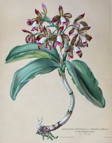 Cattleya Guttata var. Russelliana  Nat. Ord. Orchideae Vandeae Vatl. Brasilien  Page size: 56 x 42 cm ( 22 x 16.5 ") Image size: 46.3 x 36.5 cm ( 18.2 x 14.3")     Exquisite prints of Orchids  by Anton Hartinger  "Paradisus Vindobonensis" (Viennese Paradise)  Important Orchidae