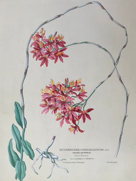 Epidentrum Cinnabarinum  Nat. Ord. Orchideae Vaterl. Brasilien Aus d. k.k. Hofgart. zu Schoenbrunn  Page size: 56 x 42 cm ( 22 x 16.5 ") Image size: 45.7 x 35 cm ( 17.9 x 13.7 ")     Exquisite prints of Orchids  by Anton Hartinger  "Paradisus Vindobonensis" (Viennese Paradise)  Important Orchidae