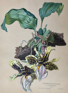 Stanhopea Tigrina  Nat. Ord. Orchideae Mexico  Page size: 56 x 42 cm ( 22 x 16.5 ") Image size: 47.3 x 34.7 cm ( 18.6 x 13.6")     Exquisite prints of Orchids  by Anton Hartinger  "Paradisus Vindobonensis" (Viennese Paradise)  Important Orchidae