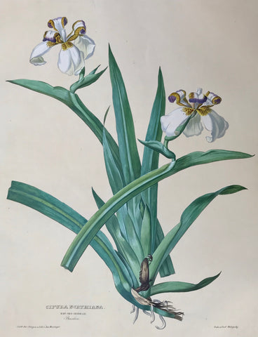 Cipura Northiana  Nat. Ord. Orchideae Brasilien  Page size: 56 x 42 cm ( 22 x 16.5 ") Image size: 45 x 35 cm ( 17.7 x 13.7 ")     Exquisite prints of Orchids  by Anton Hartinger  "Paradisus Vindobonensis" (Viennese Paradise)  Important Orchidae