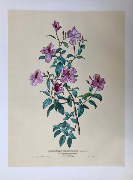 Botanicals: Lasiandra Endlicheri. Beer e. Fenzl.  Nat. Ord. Melastomaceae