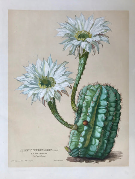 Botanicals, Cactus, Cereus Tubiflorus,  Nat. Ord. Cacteae