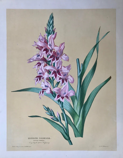 Anton Hartinger, Nat. Ord. Irideae, Iris, South Africa