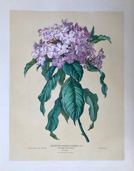Anton Hartinger:  Luculia Gratissima. Sweet,  Nat. Ord. Rubiaceae, Ostindien