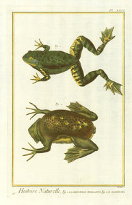 "Histoire Naturelle, Fig. 1. La Grenouille Mugissante Fig.2. Le Crapaud Pipa"  Type of print: Copper etching. Attractive hand coloring.  Artist: Barath  Reverse side: Blank.  Work: "Histoire Naturelle"  Plate Nr. XXVI  Published: Paris. Ca. 1780