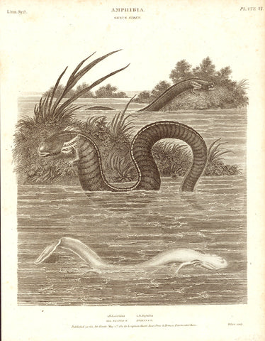 Amphibien, "Amphibia" "Genus Siren" 1. S. Lacertina 2. S. Anguina  Copper engraving dated 1811. 