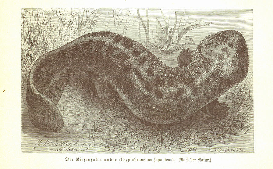 Reptiles, "Der Riesensalamander" (Cryptobranchus japon icus)  Wood engravingca 1900. 