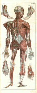 Medicine, Anatomy, Hands and feet