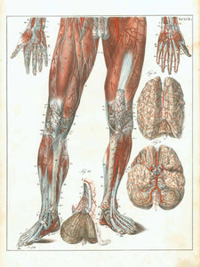 Tafel XVII  Type of print: Lithograph  Color: Printed in color  Lithographer: August Kneisel  Published in: "Hand-Atlas der Anatomie des MenschenÉ" Accompanying text missing.  Authors: Carl Ernst Bock (1809-1874). August Kneisel. Carl Aulich. Carl Patschke (1813-1871)  Published: Leipzig at F. Volckmar. 1841