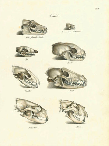 "Schedel" (Skulls)  Bat - Flying Dog  Common bat  Hedgehog  Marten  Zibette  Woolfe  Polar bear  Lion  Toned lithograph  Published in "Naturgeschichte"  By Heinrich Rudolf Schinz (1777-1861)SchiunzZurich, 1845