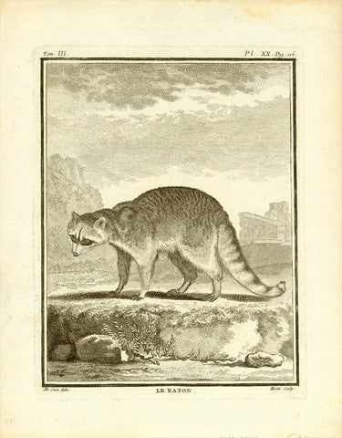 Animals, Racoon, Waschbaer, Histoire Naturelle