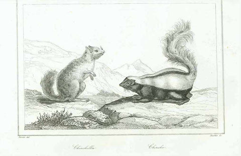  "Chinchilla Chinche"  Steel engrving by Chaillot after Vernier, 1840. No upper margin.  Original antique print 
