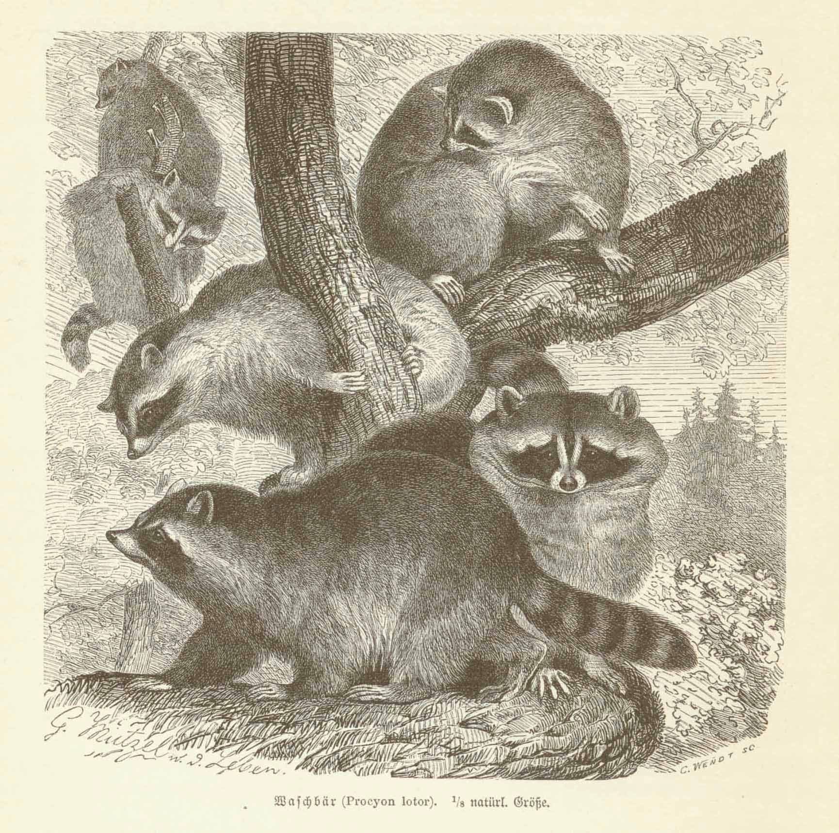 "Waschbaer (Procyon lotor)" (racoon)  Wood engraving on a page of text with an article about racoons  that continues on the reverse side. Published 1893.