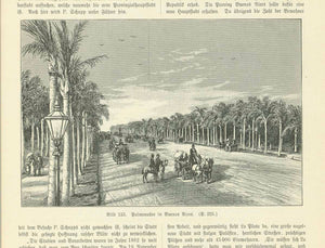 "Palmenallee in Buenos Aires"  Wood engraving on a page of text about Argentina and the city of La Plata. Text continues on reverse side where ther is an image of the founding of La Plata. Published 1904.  Original antique print , interior design, wall decoration, ideas, idea, gift ideas, present, vintage, charming, special, decoration, home interior, living room design