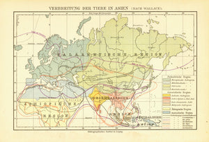 "Verbreitung der Tiere in Asien" ( nach Wallace )  Interesting map showing the distribution of animals such as tigers, reindeer, elephants, monkeys and others in Asia. Published 1895.