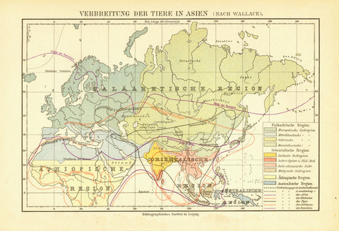 "Verbreitung der Tiere in Asien" ( nach Wallace )  Interesting map showing the distribution of animals such as tigers, reindeer, elephants, monkeys and others in Asia. Published 1895.