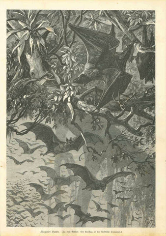 "Fliegende Hunde" (Flying Dogs)  Wood engraving illustrating an article about Sumatra  Reverse side has unrelated text print  Printed 1889