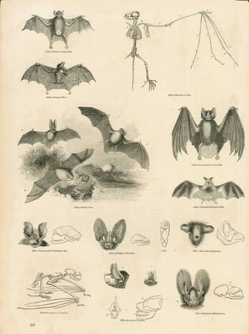 No title. - Bats.  Anatomy of bats.  Published in "Museum of Animated Nature"  With related text on reverse side.  London, 1861