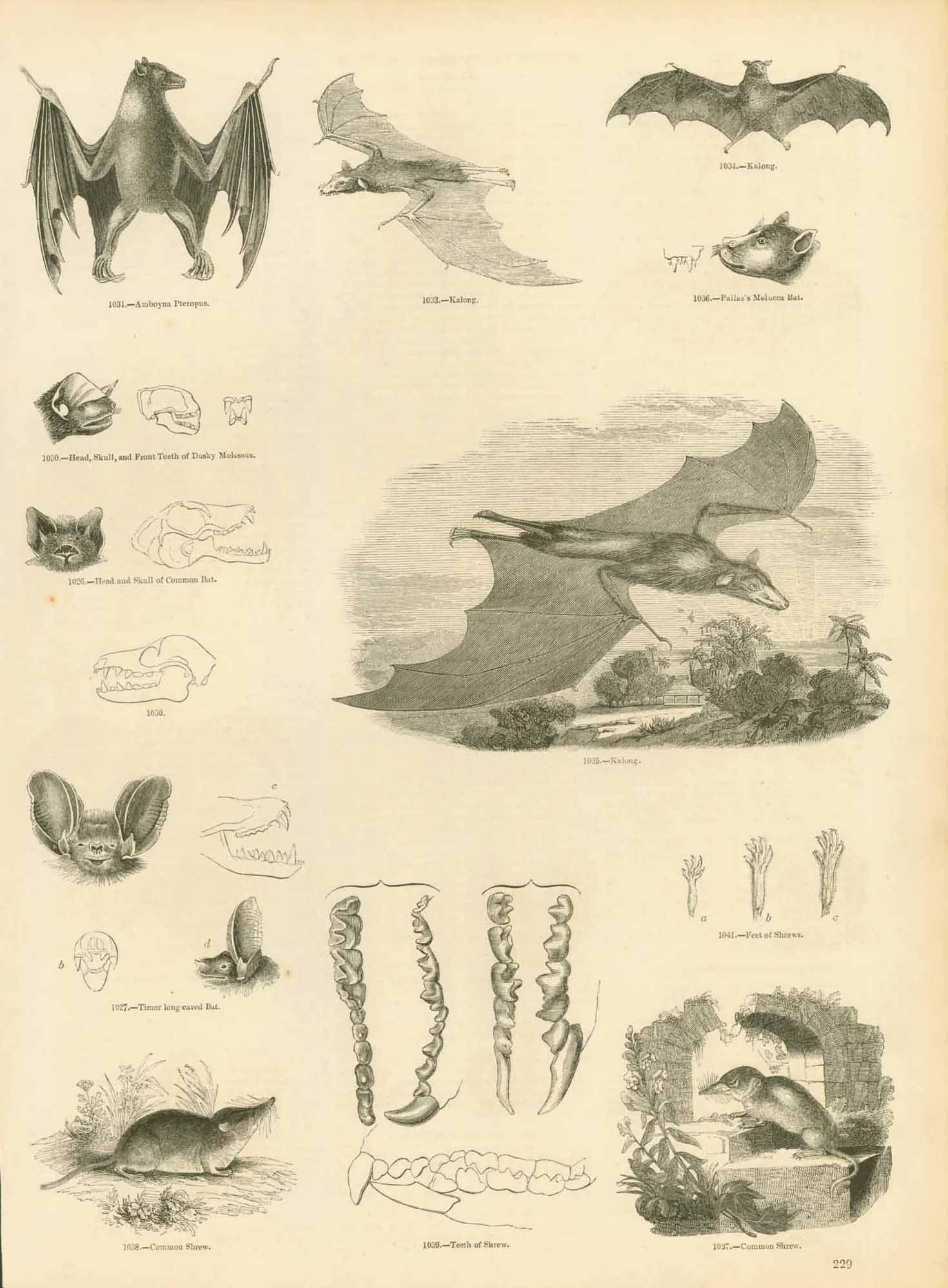 No title. Bats - At bottom: Anatomy of shrews.  Published in "Museum of Animated Nature"  With related text on reverse side.  London, 1861