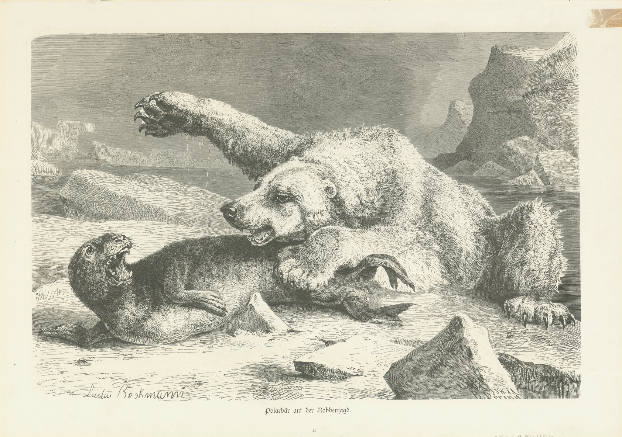 "Polarbaer auf Robbenjagd"  Original antique print   Wood engraving by Ludwig Beckmann published 1880. On the reverse side is an image showing the most common predators.