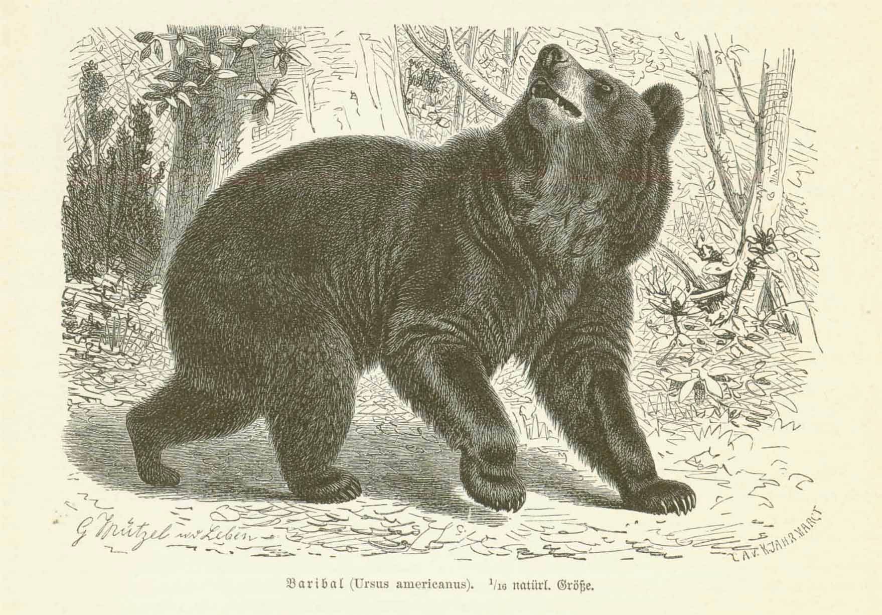"Baribal (Ursus americanus)"  Wood engraving on a page of text about bears that contiues on reverse side.  Published 1893.