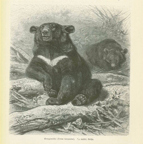 "Kragenbaer (Ursus torquatus)"  Wood engraving published 1893.  Original antique print  