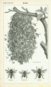 "Bienen"  Wood engravings published 1890.  Original antique print 