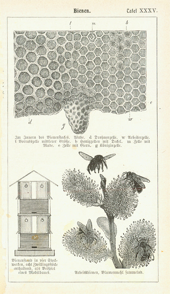 "Bienen"  Wood engravings published 1890.  Original antique print , Bees