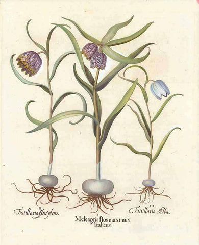 " 1.Meleagris flos maximus Italicus 2. Fritillaria flore pleno 3. Fritillaria Alba"  Hand-colored copper engraving from "Hortus Eystettensis" by Bazillus Besler (1561-1629)  Botanisch korrektes Handkolorit. Botanically correct hand colored  1. Auflage. Eichstätt, 1613