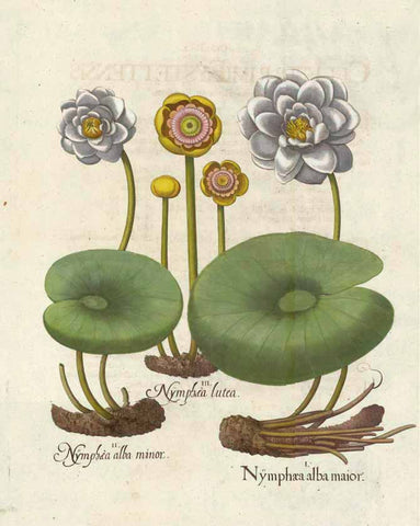 "Nymphaea alba maior Nymphea alba minor Nymphea lutea"  Handkolorierte Kupferradierung aus "Hortus Eystettensis" von Bazillus Besler (1561-1629)  Hand-colored copper engraving from "Hortus Eystettensis" byBazillus Besler (1561-1629)  1. Auflage. Eichstätt, 1613  Published in Eichstätt, 1613 - First edition.