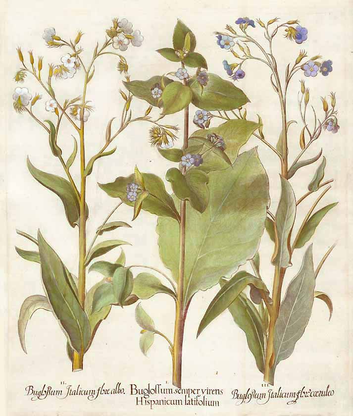 Botanicals, Hortus Eystettensis, Bazillus Besler, Buglossum Italicum...