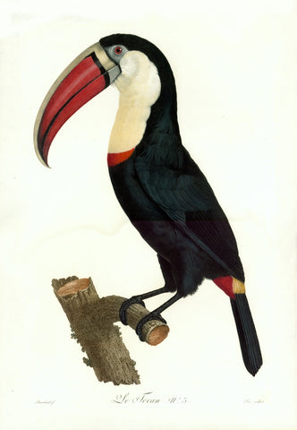  "Le Toco N. 2"  Stipple engraving by Jacques Louis Perée  After the painting by Jacques Barraband (1768-1809)  Extremely fine original hand coloring  Published in "Histoire naturelle des oiseux de paradis et des rolliers,  suivi de celles des toucans et des barbus" By François Levaillant.  Paris, 1801-1806.  The original hand coloring is exquisite.  Grand folio.  59,7 x 41 cm (ca. 23.5 x 16.1")  Right image: "Le Tocan No. 3"  Stipple engraving by Jacques Louis Perée  After the painting by Jacques Barraband