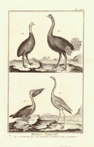 "L'Autruche, Le Casoar, Le Pelican, Le Flamant"  Ostrich, Cassowary, Pelican, Flamingo  Copper engraving published 1751.  Published in "Encyclopedie ou Dictionnaire raisonne des sciences, des arts et des métiers, par une Societe de Gens de Lettres" by Diderot and D'Alembert.   Original antique print  