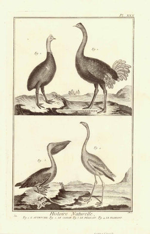 "L'Autruche, Le Casoar, Le Pelican, Le Flamant"  Ostrich, Cassowary, Pelican, Flamingo  Copper engraving published 1751.  Published in "Encyclopedie ou Dictionnaire raisonne des sciences, des arts et des métiers, par une Societe de Gens de Lettres" by Diderot and D'Alembert.   Original antique print  