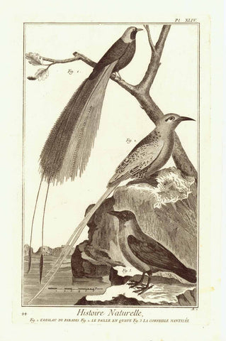 "L'Oiseau de Paradis, Le Paille en Queue, La Corneille manttele "  Wird of Paradise  Copper engraving published 1751.  Published in "Encyclopedie ou Dictionnaire raisonne des sciences, des arts et des métiers, par une Societe de Gens de Lettres" by Diderot and D'Alembert.   Original antique print  