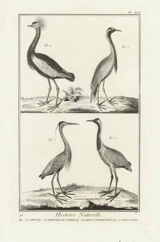 "La Grue, La Demoiselle Numidie, Le Heron Hupe, Le Oiseau Royal "  Copper engraving published 1751.  Published in "Encyclopedie ou Dictionnaire raisonne des sciences, des arts et des métiers, par une Societe de Gens de Lettres" by Diderot and D'Alembert.   Original antique print  