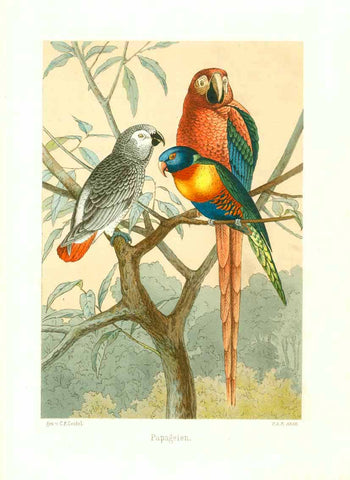"Papageien"  "Papageien" Three parrots looking at you from the branches of a tree  Colored lithograph after the drawing by Carl Friedrich Seidel.  Seidel was active in Dresden, Germany in the sixties of the 19th century.  Publishing details unfortunately unknown.